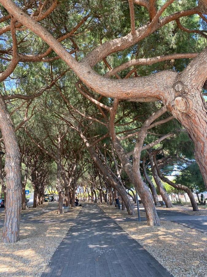 Villa Paolina Ceriale - App. 6 Posti Dış mekan fotoğraf